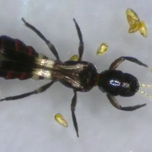 thumbnail for publication: Vespiform Thrips Franklinothrips vespiformis Crawford (Insecta: Thysanoptera: Aeolothripidae)